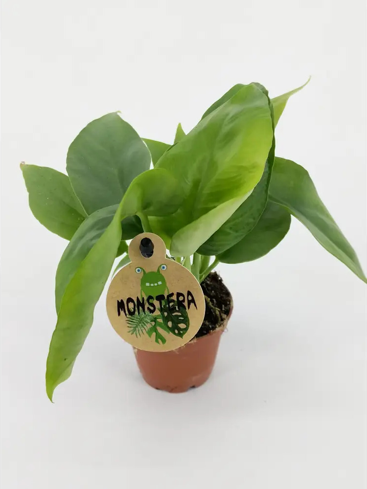 Santreyd Монстера мини - вечнозеленая лиана с ажурными листьями 82932715