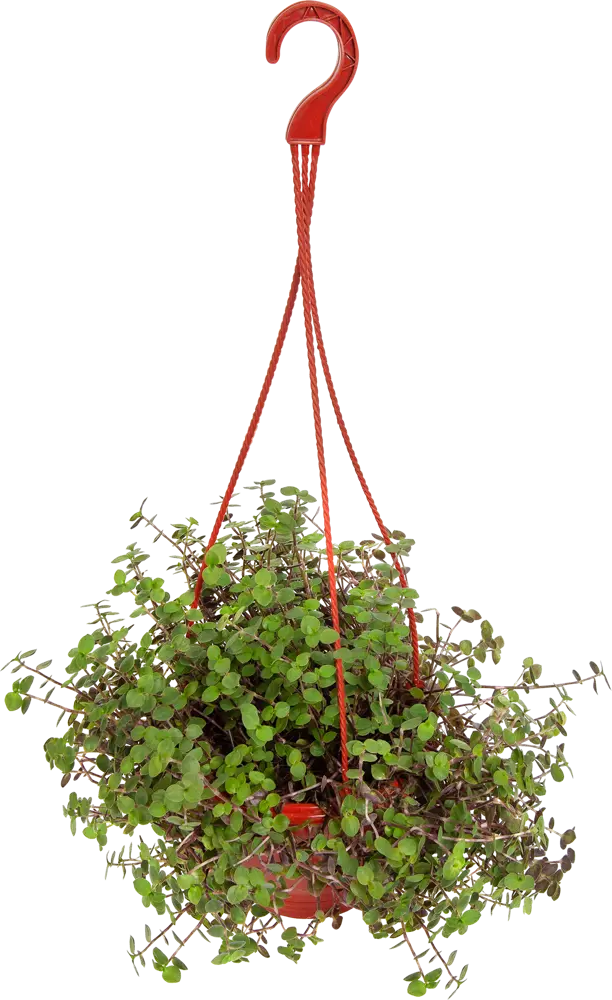 Santreyd Каллизия Репенс - вечнозеленое комнатное растение 82560385