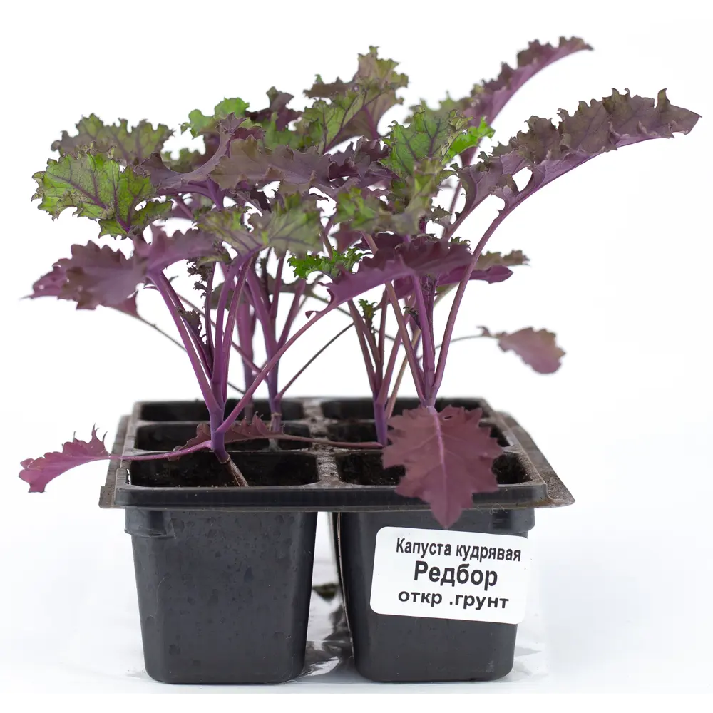 Капуста кудрявая Кейл h15 см Santreyd STLM-2077301