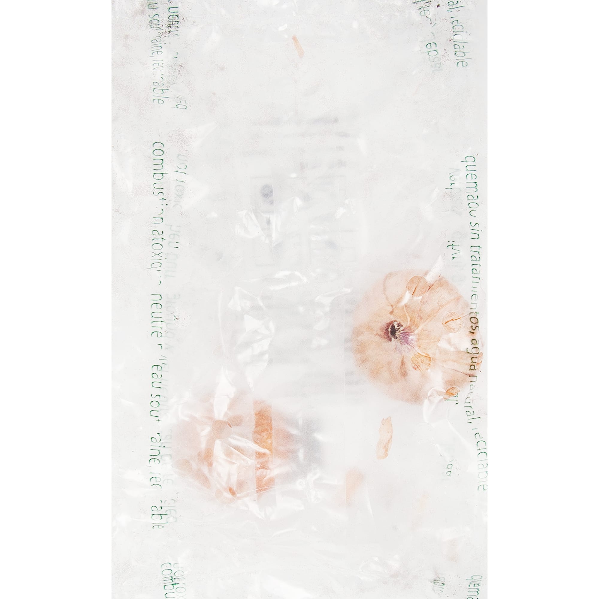 83760977 Гладиолус Блэк Джек луковица 10/12 Santreyd  - Вид №1