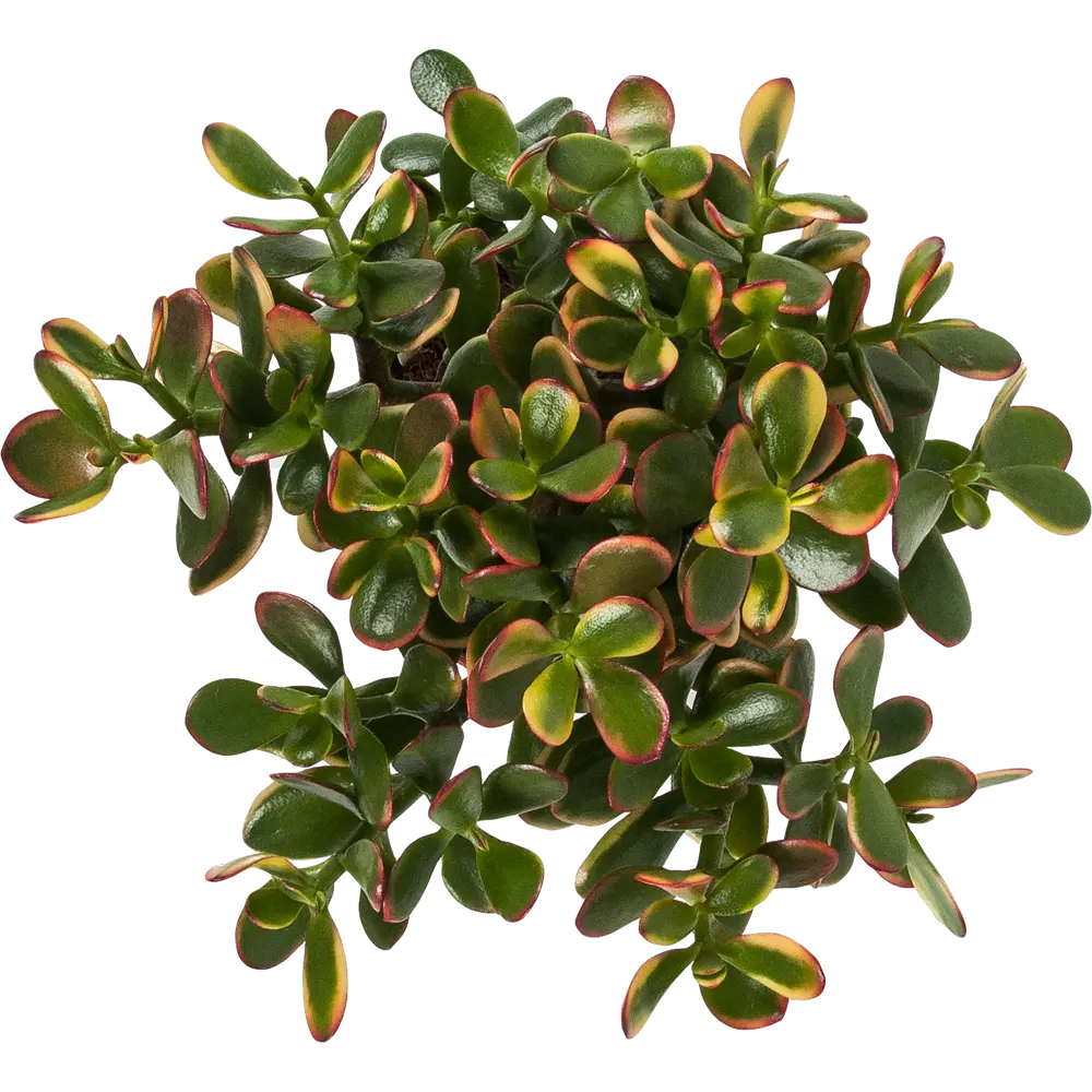 Santreyd Крассула - живой суккулент для современного интерьера 82580121 STLM-0030564 - Вид №1
