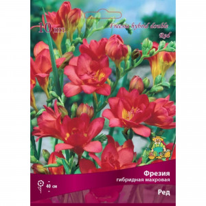 83597223 Фрезия гибридная махровая Ред луковица 5/6