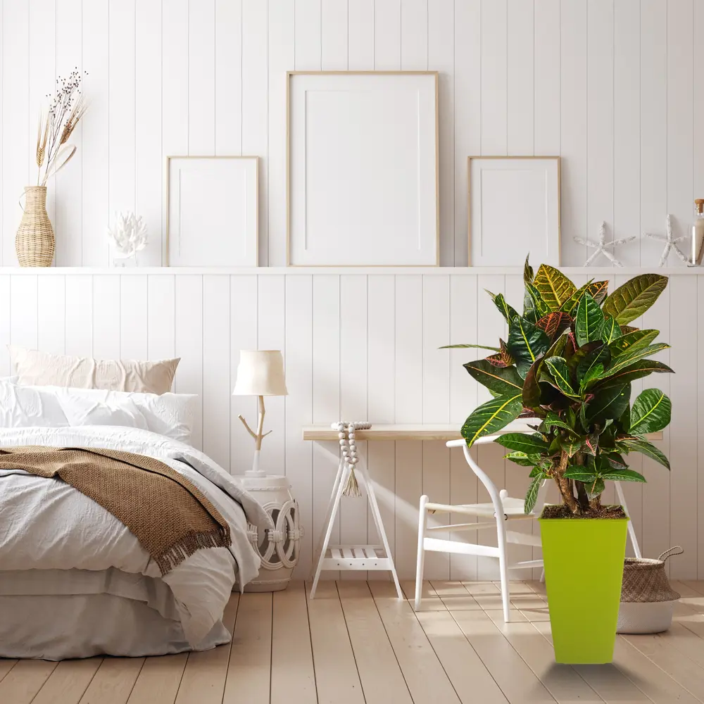 Santreyd Кодиеум Варигатум Эксцелент — живая картина для интерьера 82578933 STLM-0030489 - Вид №3