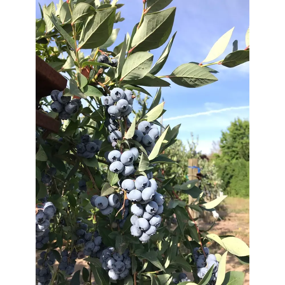 Голубика садовая Эллиот ø9 h20 см 87691172 STLM-2087894 PLANTMARKET 