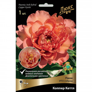 82661869 Пион ито-гибрид «Коппер Кеттл» разбор 2-3