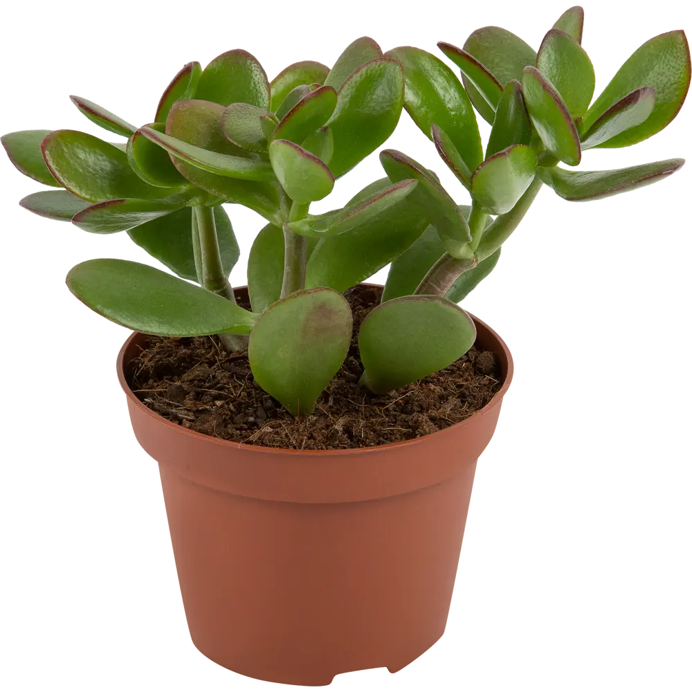 Santreyd Крассула микс - живое украшение интерьера в горшке d9 h20 82580120