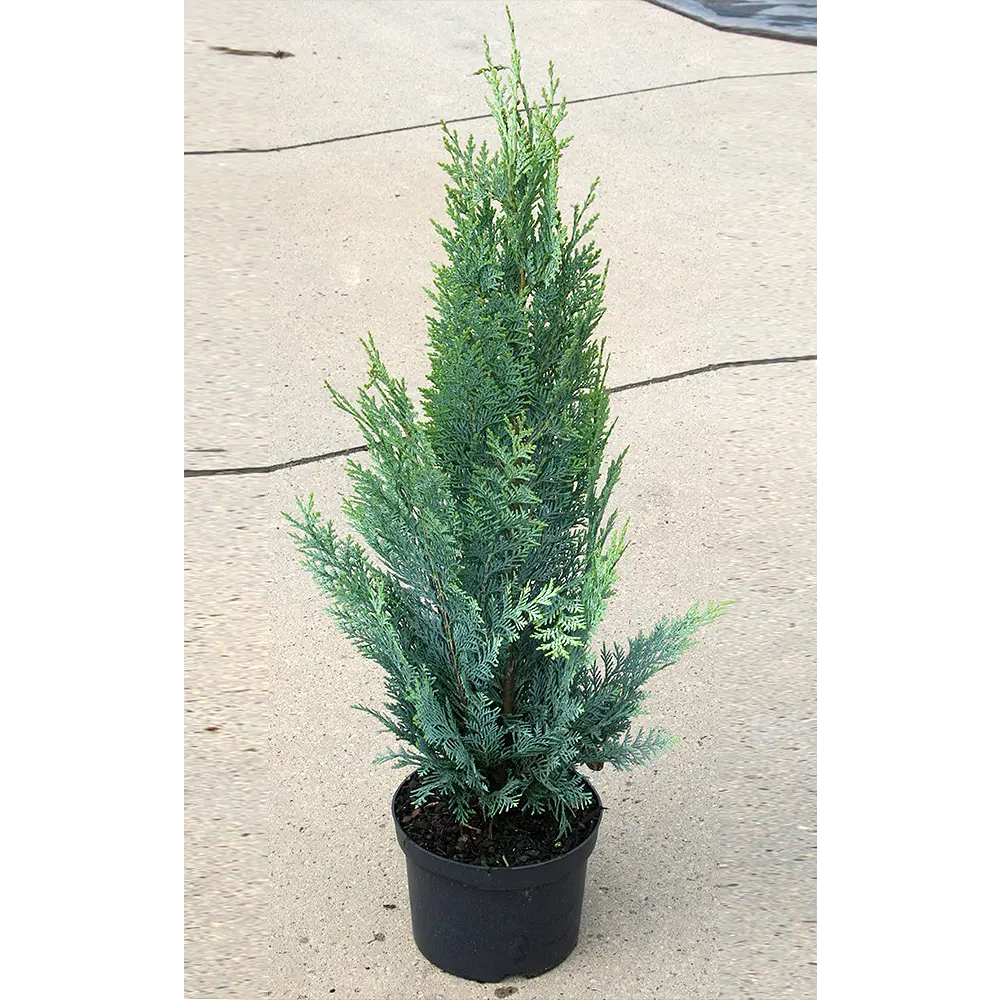 Кипарисовик лавсона Колумнарис ø14 h50 см PLANTMARKET STLM-2143771