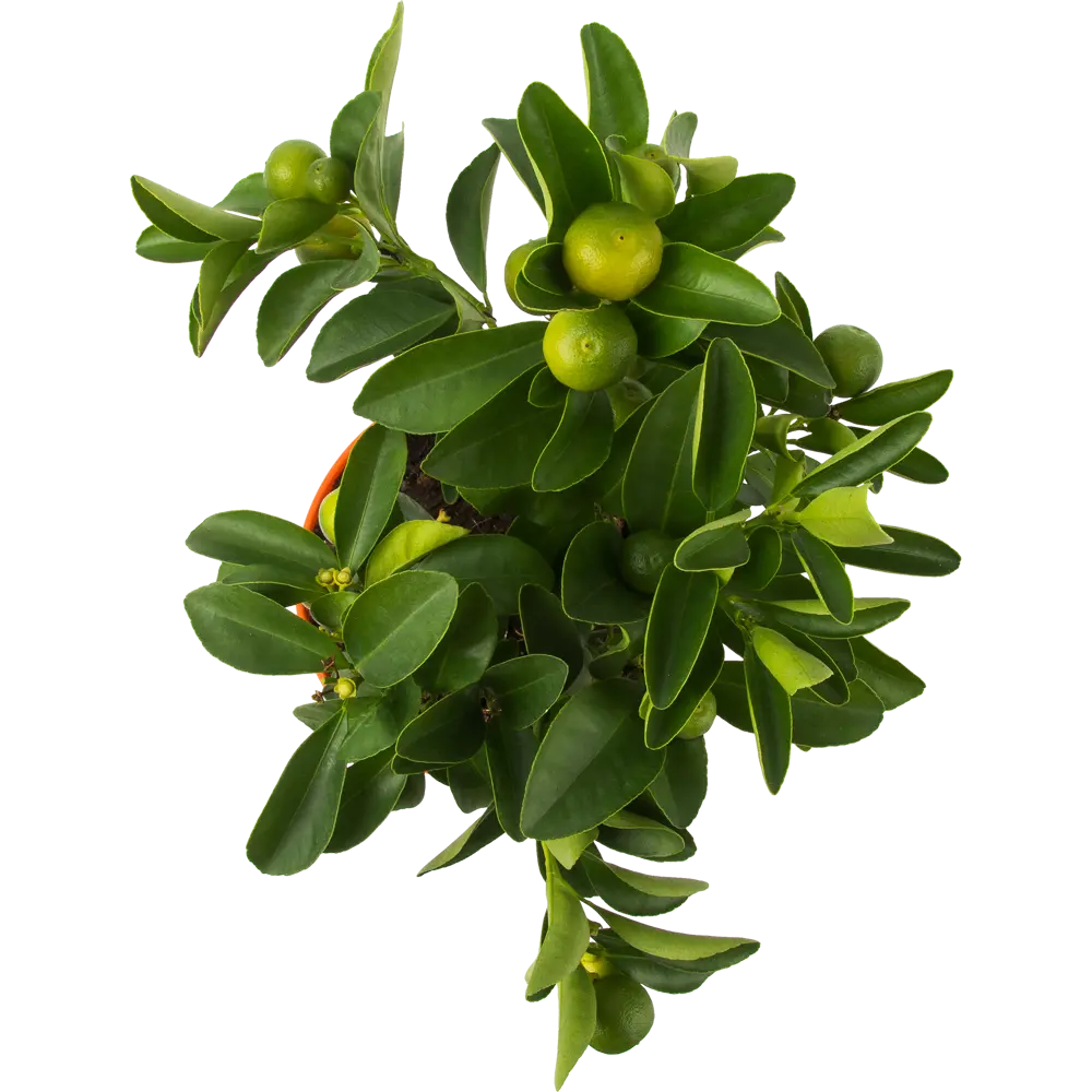 Santreyd Цитрус микс - декоративное цитрусовое растение для интерьера 82578901 STLM-0030469 - Вид №1