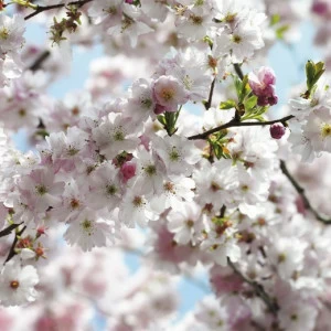 8-507-Spring Фотообои Komar Scenics Edition 2 2.54х3.68 м