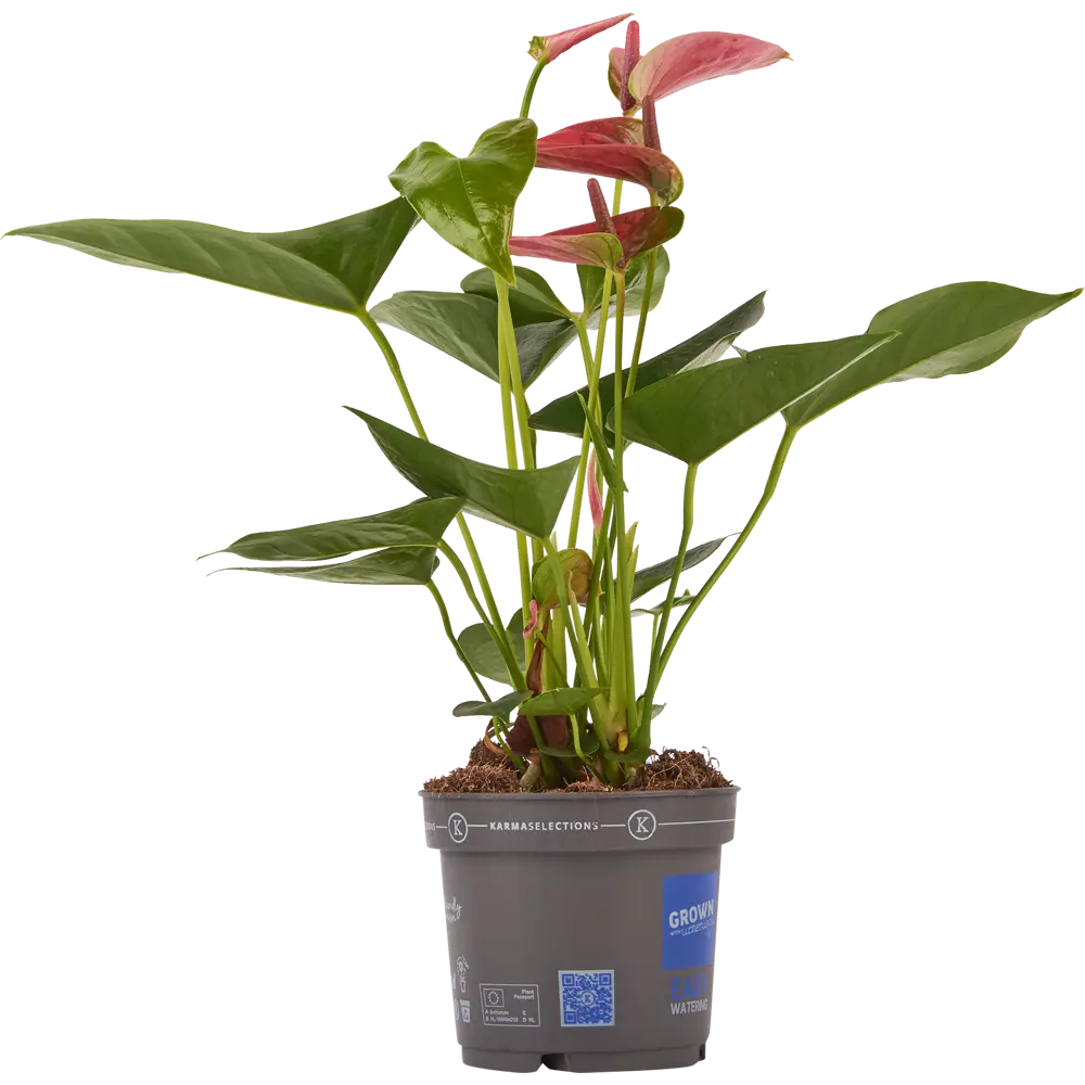 Santreyd Антуриум Чемпион - вечноцветущее тропическое чудо 83738761 STLM-0044147 - Вид №2