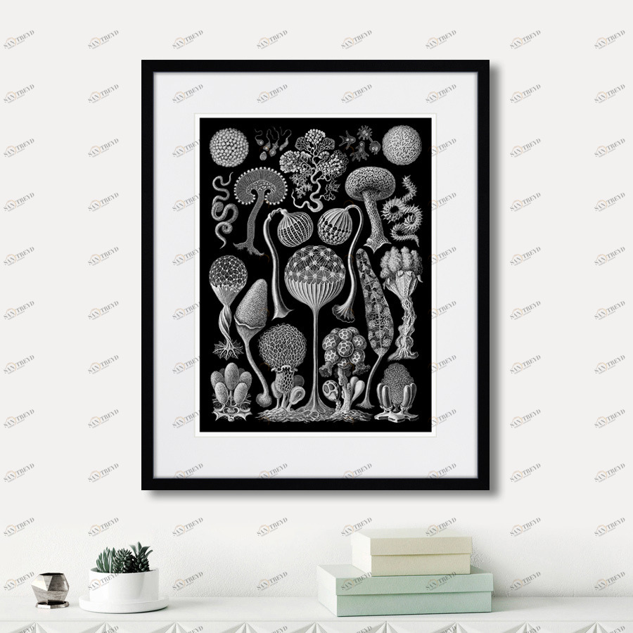 Картина в раме 52х42 см Art forms of nature №3, 1897г. КАРТИНЫ В КВАРТИРУ  264459 Белый;черный 