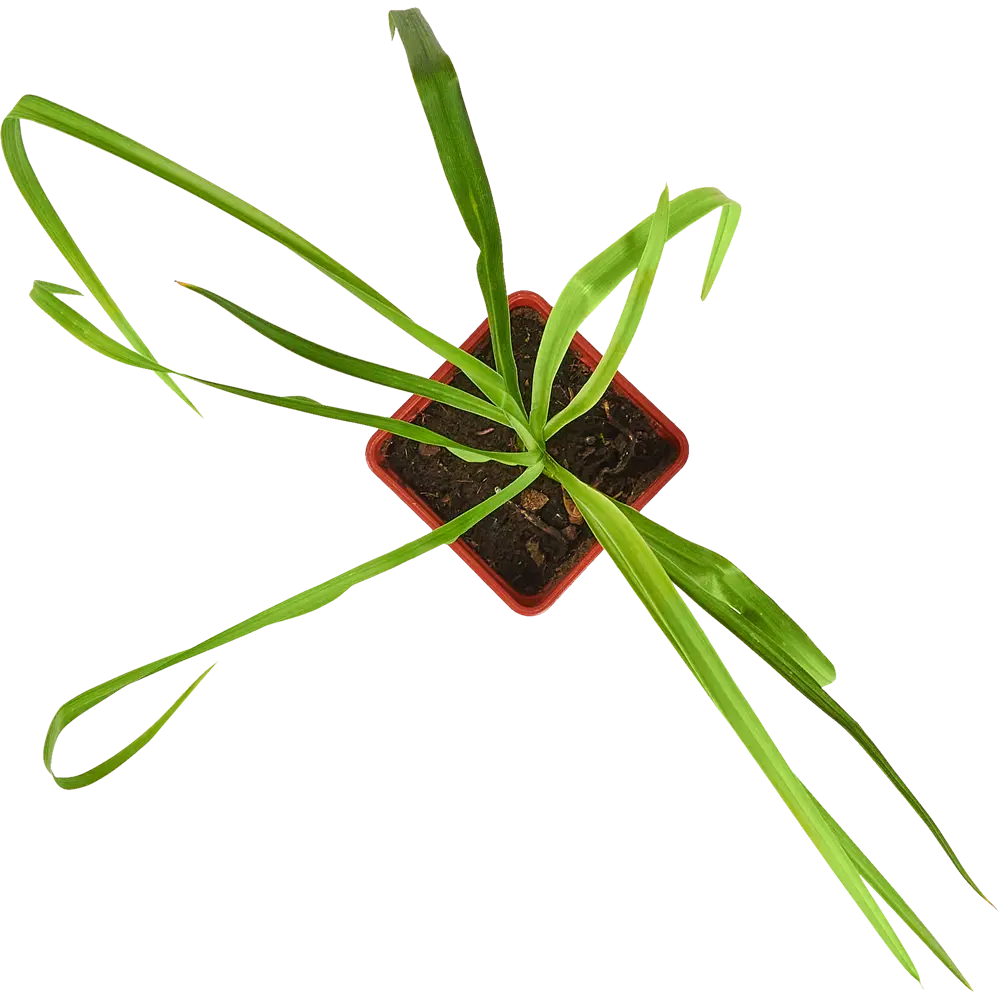 Santreyd Лилейник многолетний - яркий фонтан красок в вашем саду 82741501 STLM-0035252 - Вид №1