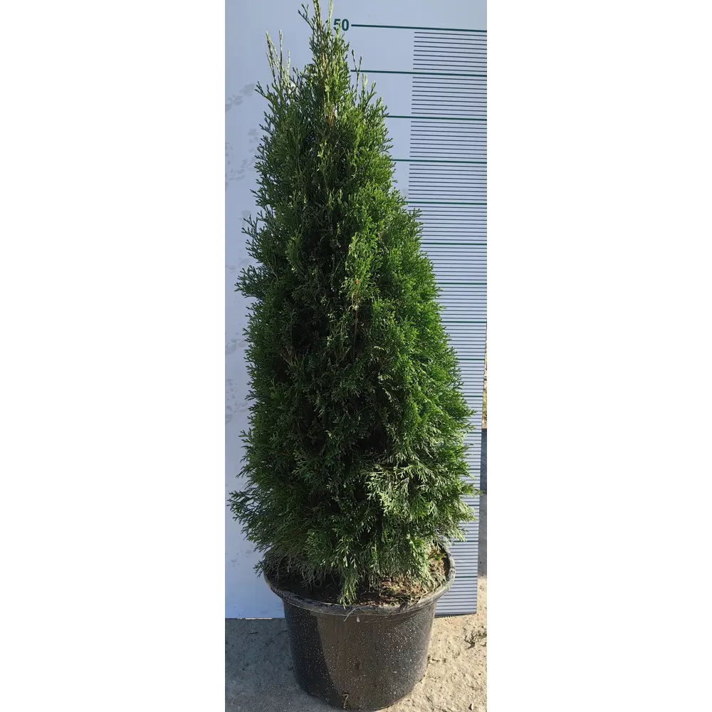 Туя западная Смарагд h120 см - вечнозеленое растение для живых изгородей 84506315 МОНБЛАН STLM-1574564 - Вид №1
