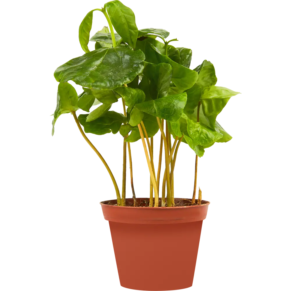 Santreyd Кофе Арабика — декоративное кофейное дерево для интерьера 85324959 STLM-0061524