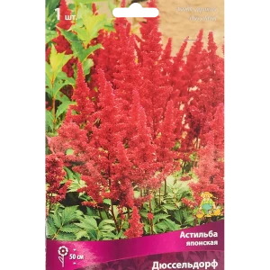 Астильба Дюссельдорф ПОИСК - яркое украшение сада 85186015