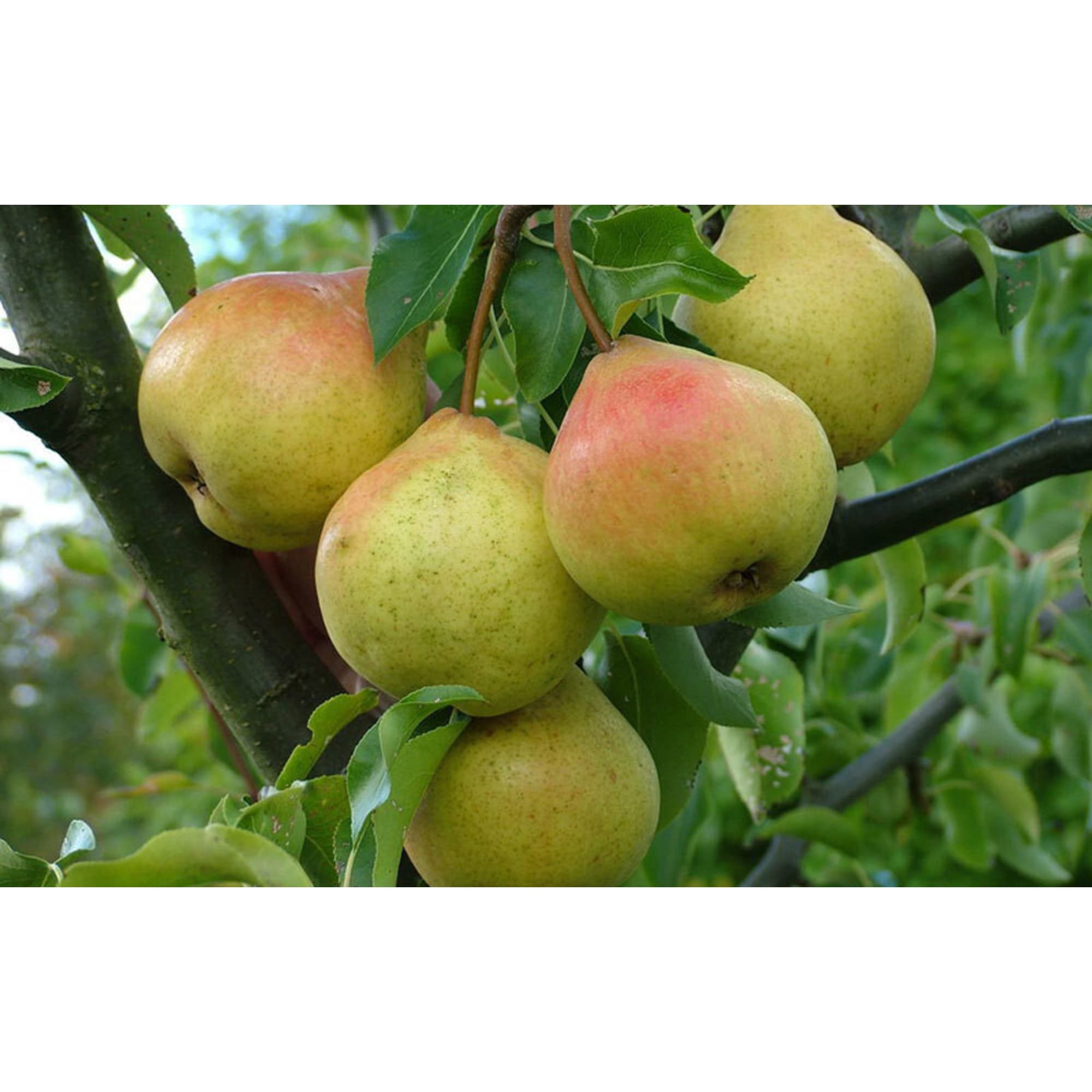 82596983 Груша «Осенняя Яковлева» C4 высота 140 см Santreyd  - Вид №2