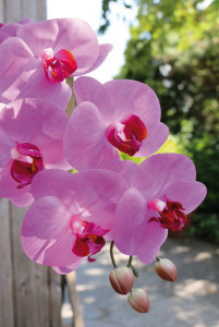 2845 420 a3 Искусственная орхидея Phalaenopsis, 100см, real touch soft, вишня H-andreas