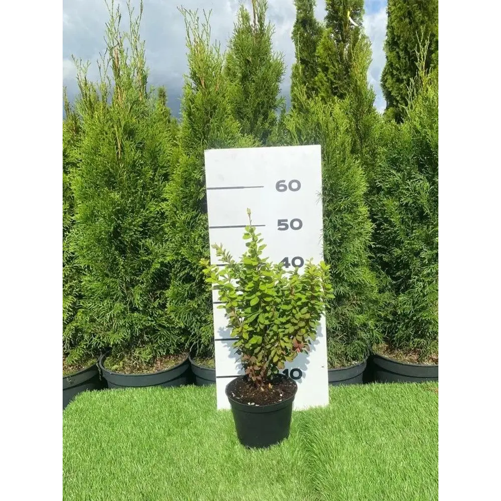 Барбарис Тунберга Эректа h20 - 40 см 89355309 STLM-2038079 Santreyd 