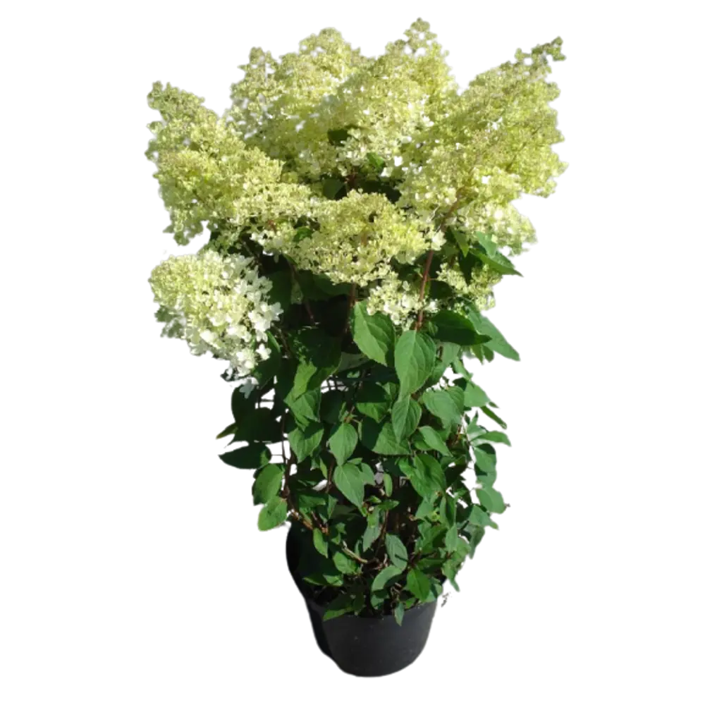 Гортензия метельчатая Сильвер Доллар ø9 h15 см PLANTMARKET STLM-2152034