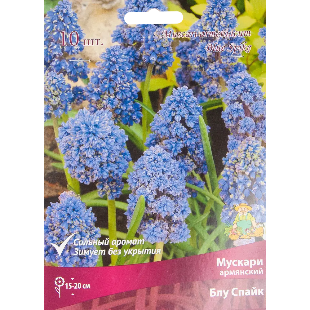 Мускари Блу Спайк от ПОИСК - 10 луковиц для сине-фиолетового цветения 85205641 STLM-1565719