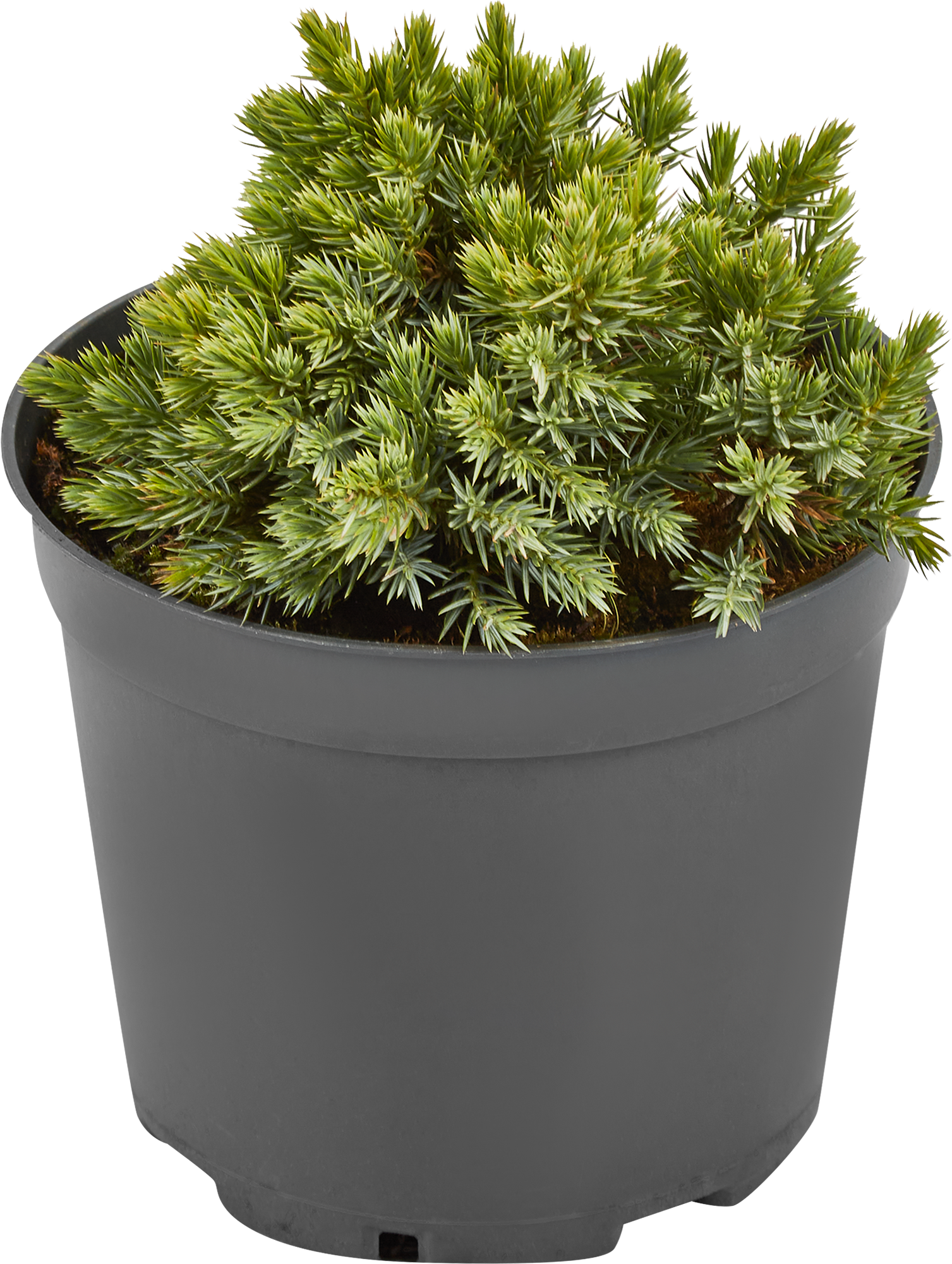 Можжевельник Блю Стар Santreyd — голубая звезда вашего сада 85320173 STLM-0061338