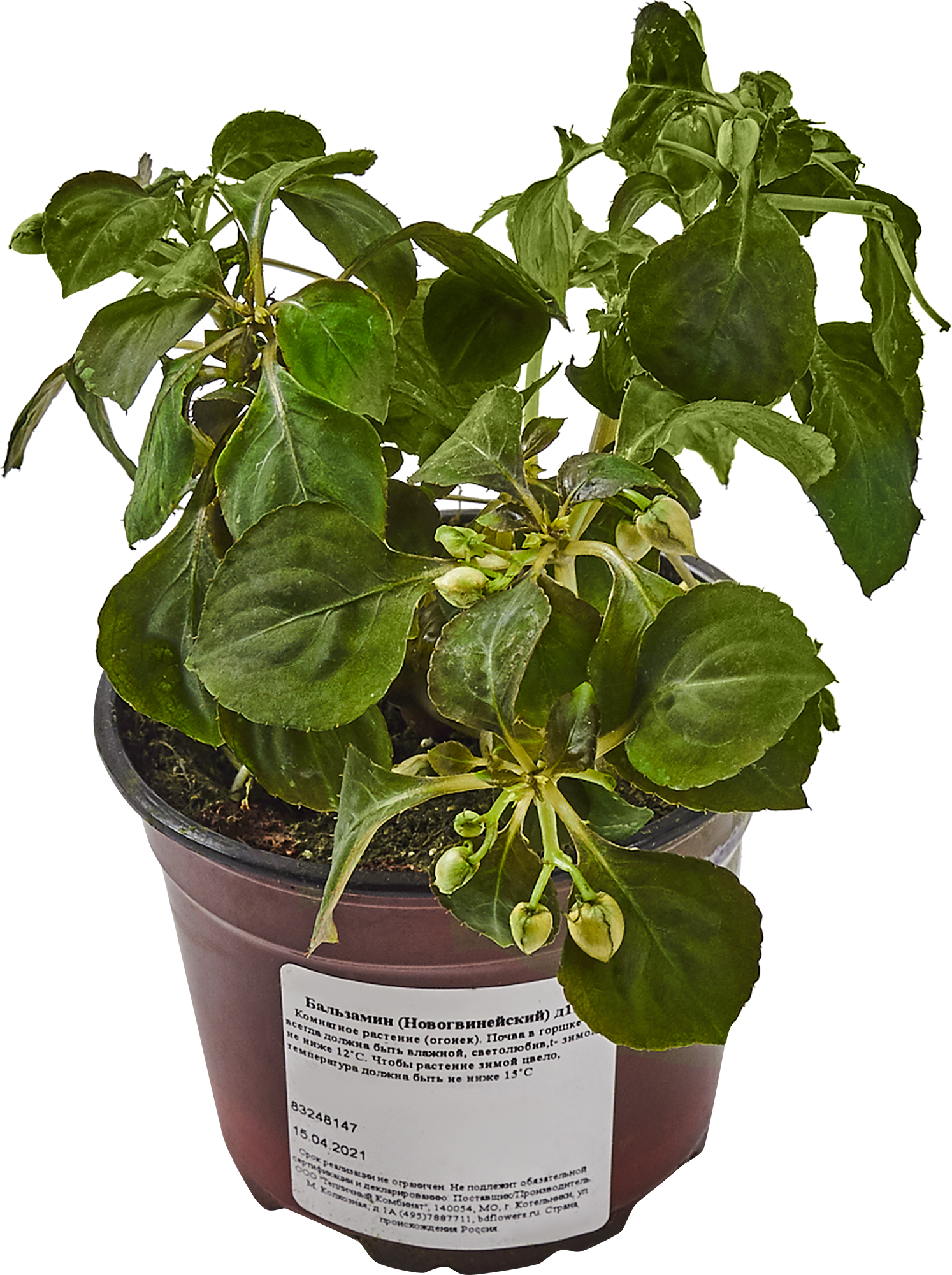 Бальзамин комнатный разноцветный Santreyd ø12 h25 см 83248147 STLM-0039918