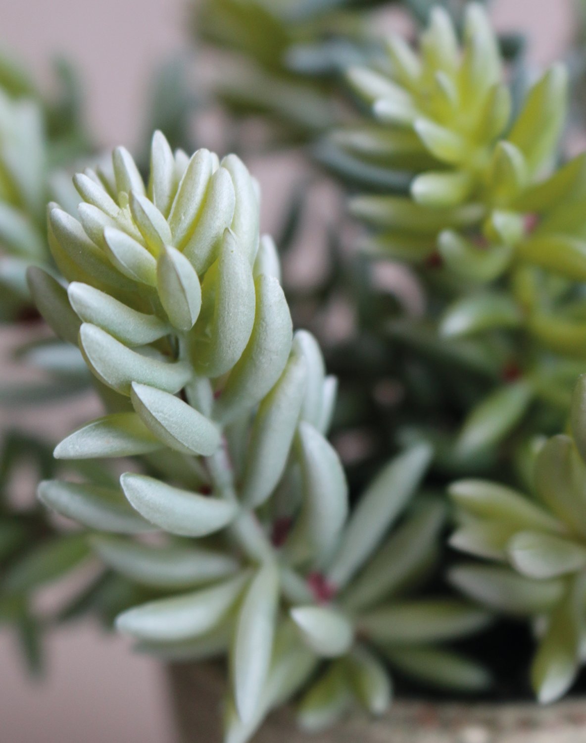 6103 883 a3 Искусственный суккулент, горшок, 19 см, зеленый H-andreas  - Вид №3