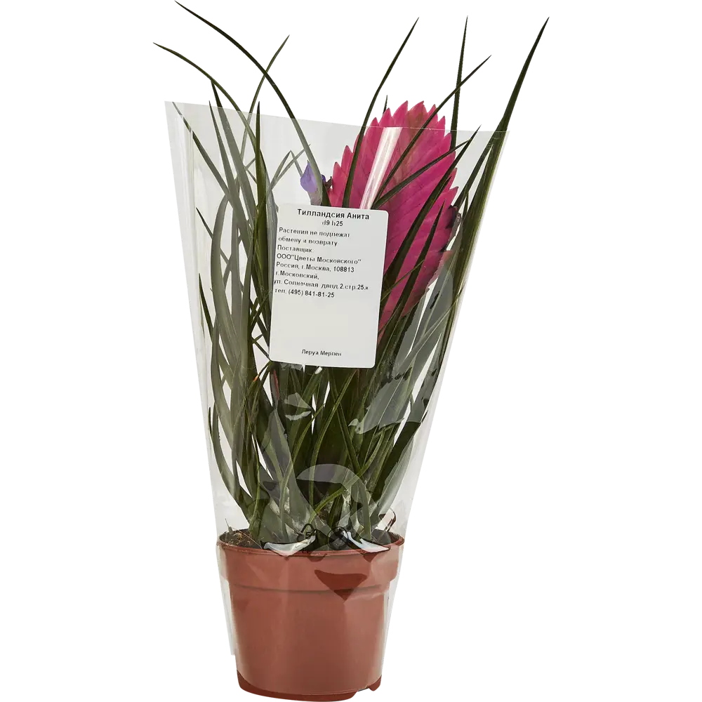 Тилландсия Анита Santreyd - изящное комнатное растение с сиреневыми цветами 87959879 STLM-0076390 - Вид №3