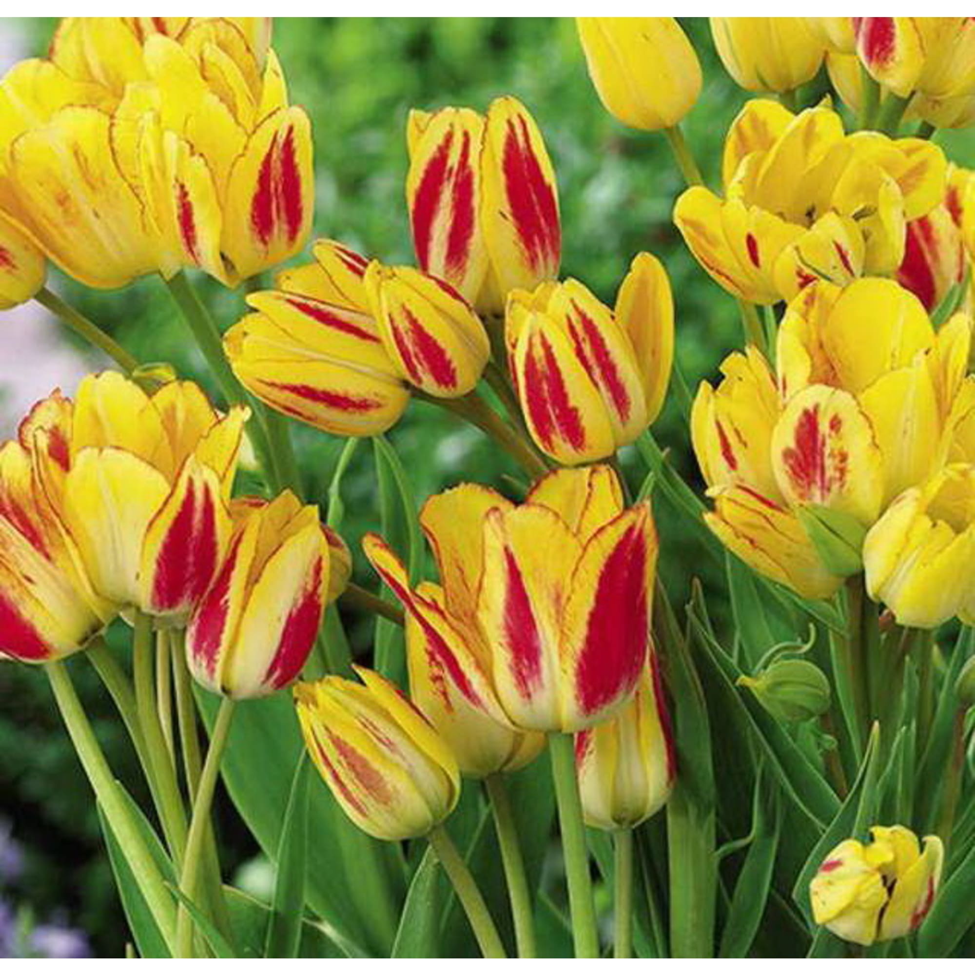 89078397 Тюльпан многоцветковый Роял Джоржетте луковица 11/12, 7 шт Santreyd 