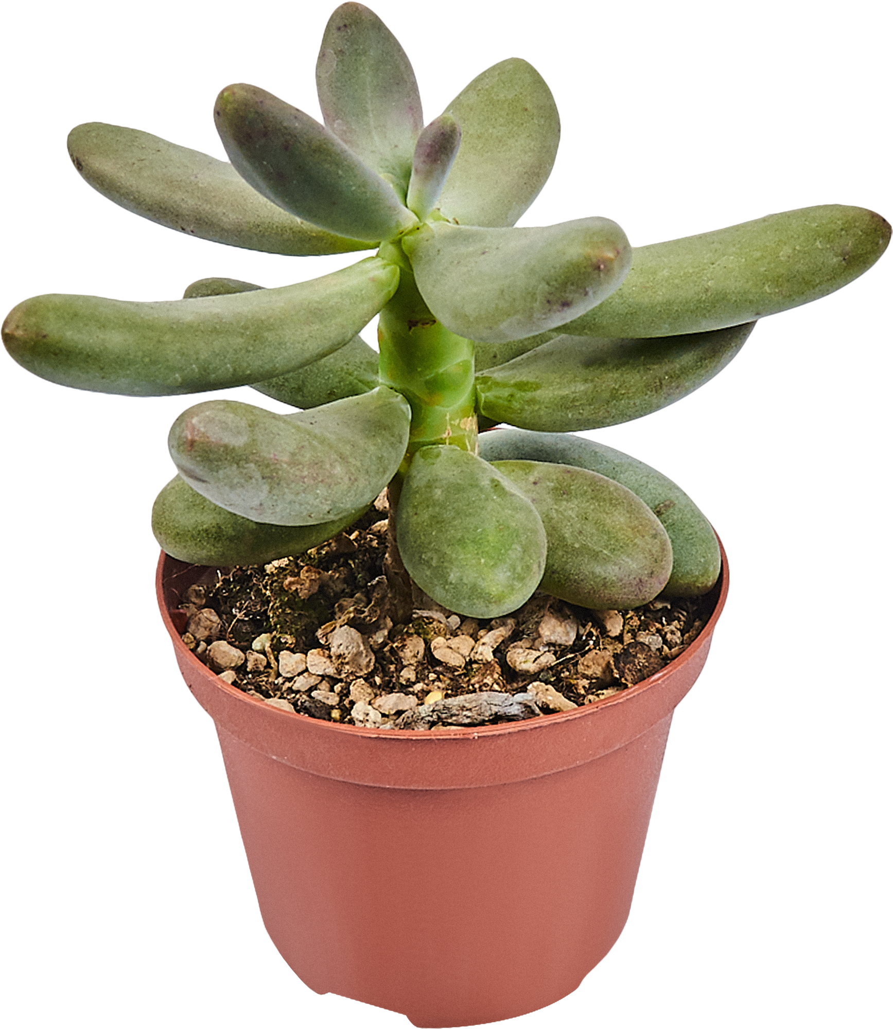 Суккулент микс Santreyd - набор комнатных растений для интерьера 82894902 STLM-0037680 - Вид №5