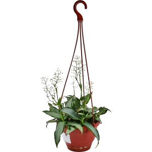 Santreyd Мурдания в подвесном кашпо с серебристыми листьями 89338384