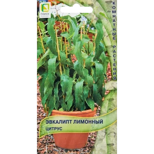 Эвкалипт Лимонный цитрус от ПОИСК - ароматное комнатное растение 89346584