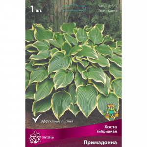 88294694 Хоста гибридная Примадонна луковица I