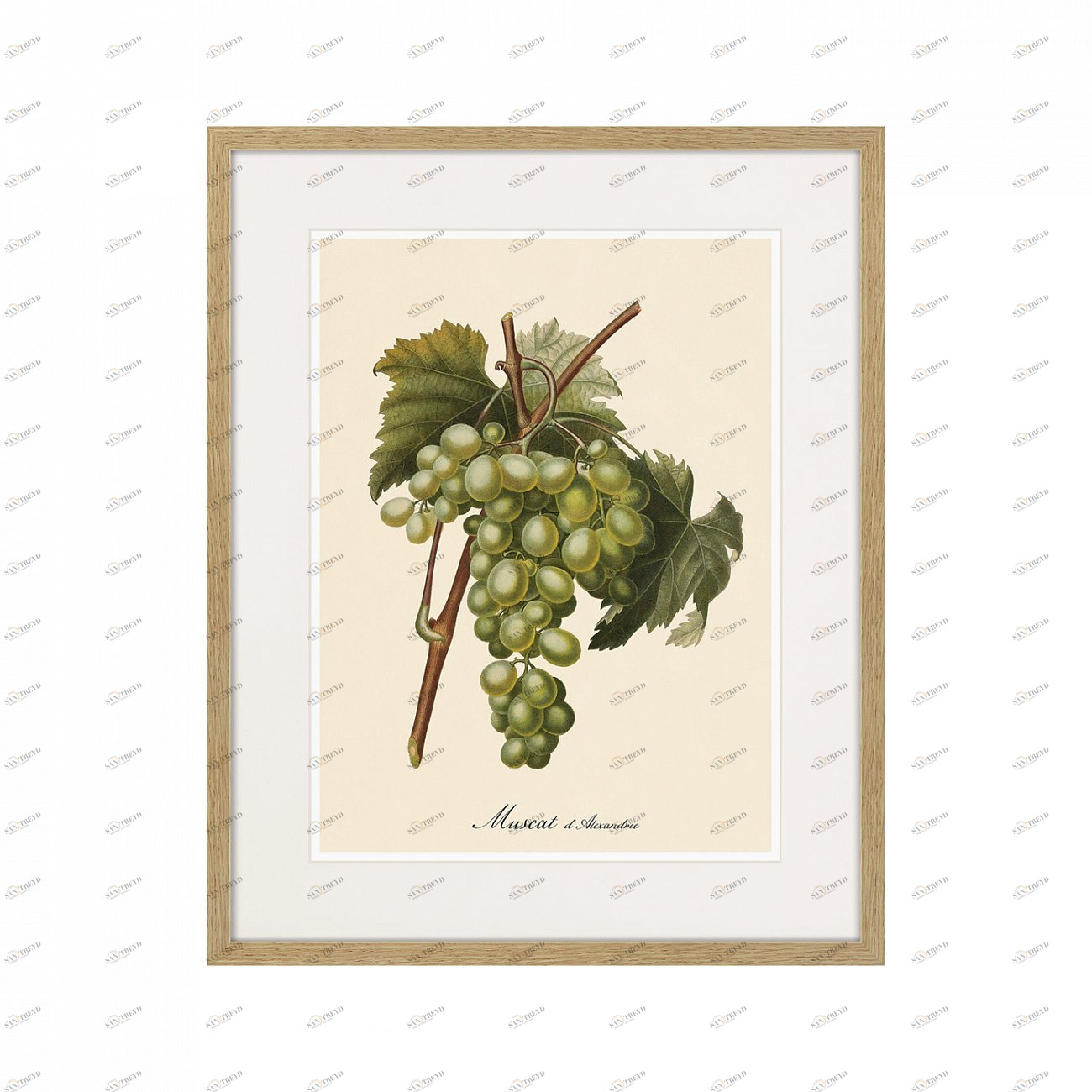Картина Juicy fruit lithography №13-1, 1870 г., 42х52 см КАРТИНЫ В КВАРТИРУ  264433 Разноцветный 