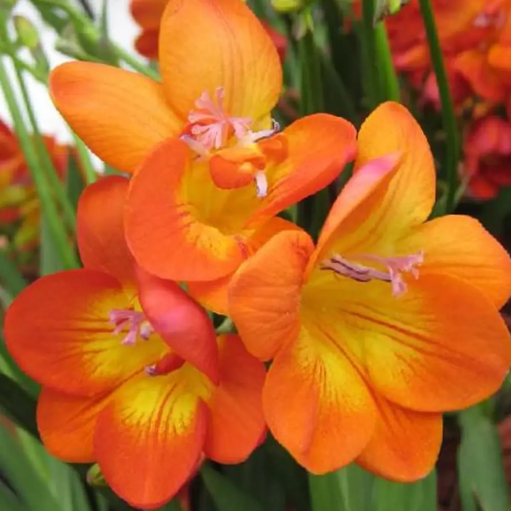 Фрезия «Single Orange», 4х5 см GEOLIA STLM-2203567
