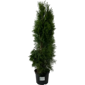 Туя западная «Смарагд» C7.5 120-140 см