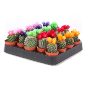 Santreyd: Миниатюрный кактус с сухими цветами для интерьера 89390769