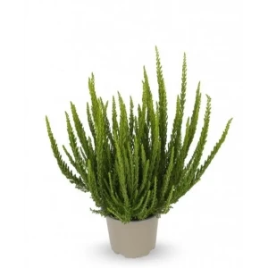 Вереск Зелия Santreyd - вечнозеленый кустарник для альпийских горок 89382927