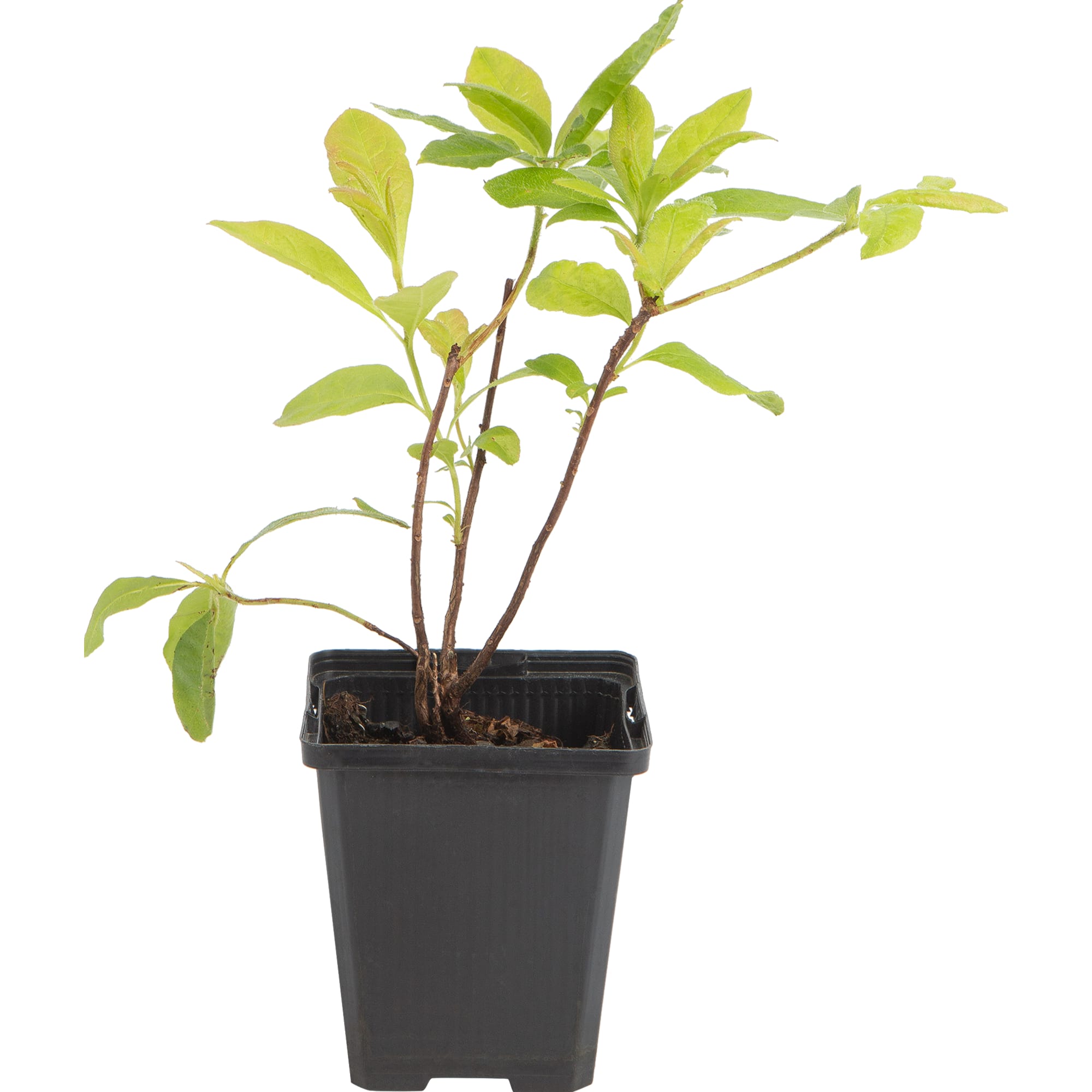 82601860 Азалия «Нэп-Хилл Суар Де Пари» 9x40 см Santreyd  - Вид №2