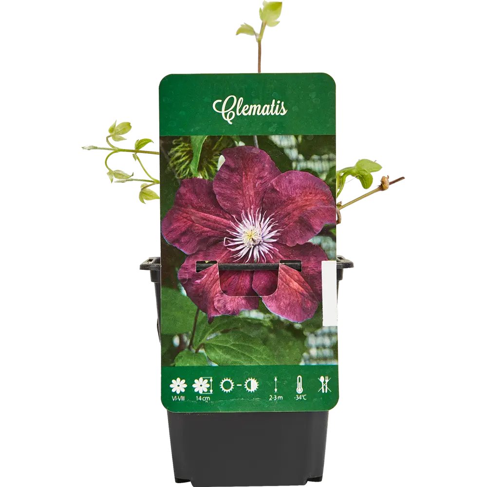 Santreyd Клематис микс - многолетняя цветущая лиана для вертикального озеленения 87718416 STLM-0075237
