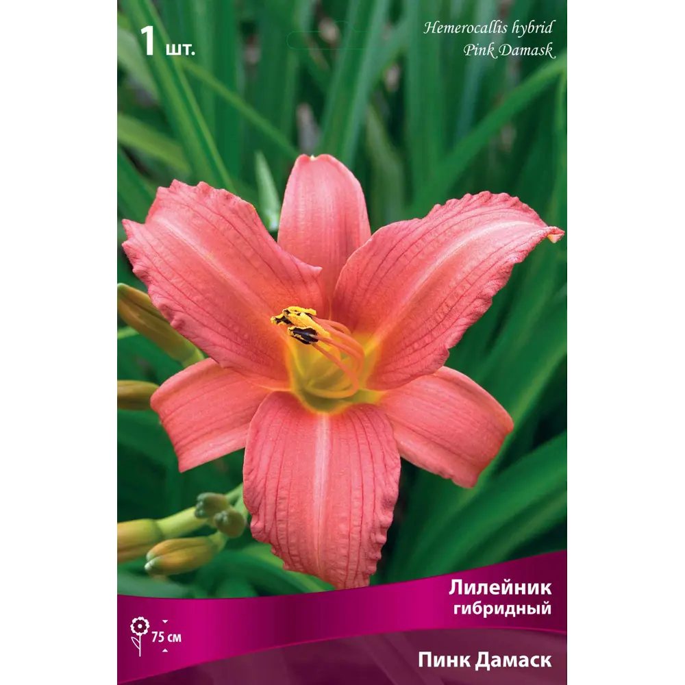 Лилейник гибридный «Пинк Дамаск» 82530247 STLM-2002702 Santreyd 