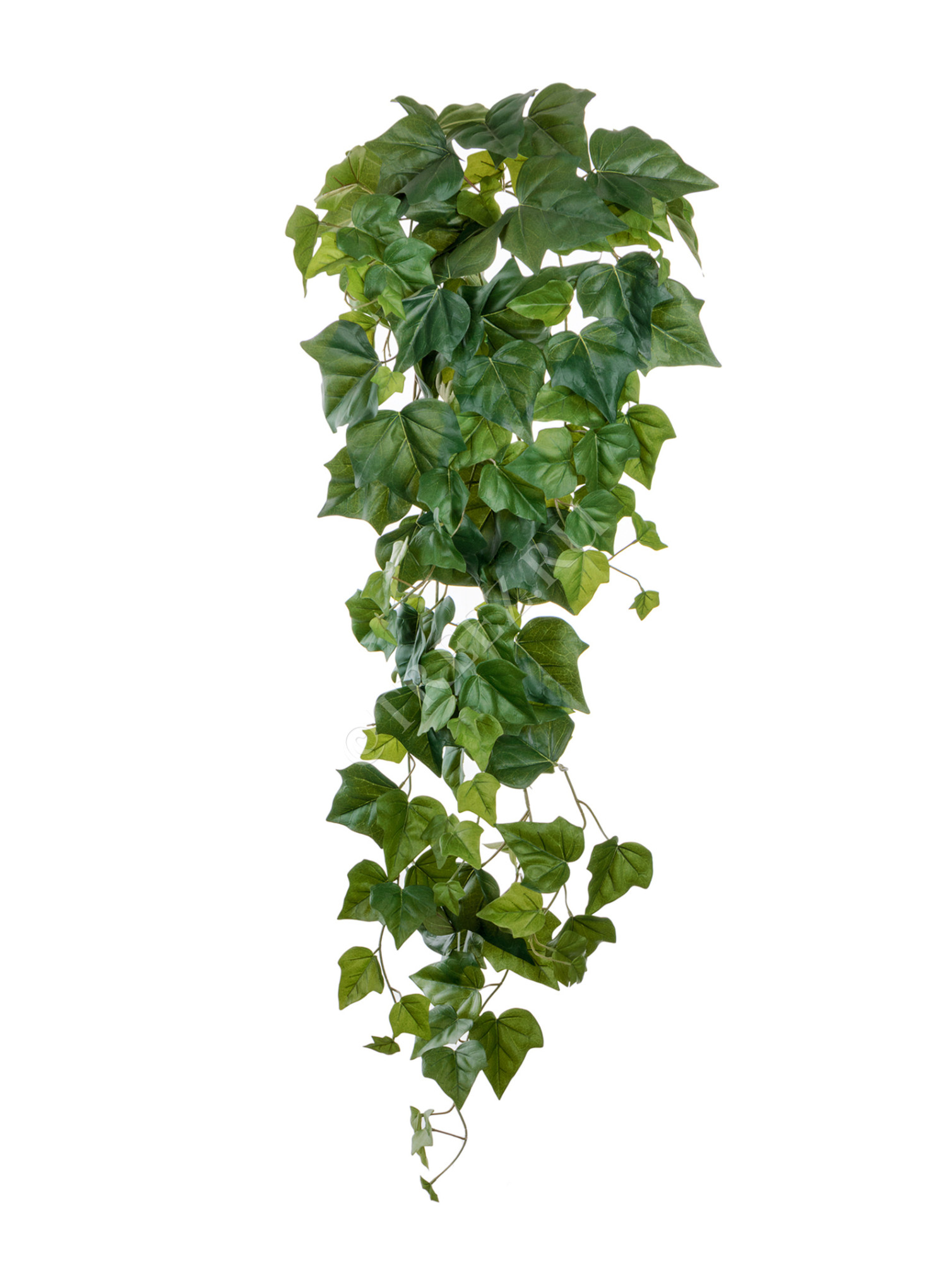 20.6220N Английский плющ крупнолистный Цветочная коллекция 