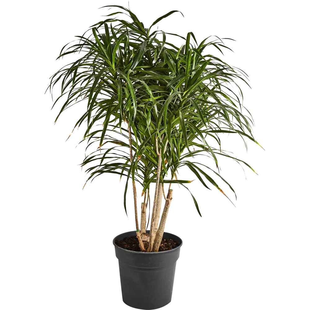 Драцена Анита от Santreyd — элегантное комнатное растение для чистого воздуха 87819505 STLM-0952292 - Вид №1