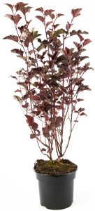 Пузыреплодник Andre Santreyd - декоративный кустарник с ажурной листвой 85292572