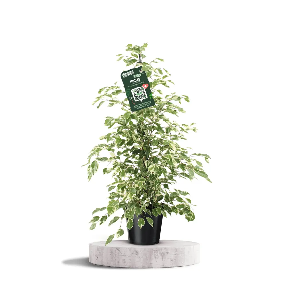 Фикус Бенжамина Твайлайт в горшке ø21 см, высота до 105 см 89434462 Santreyd STLM-1579292