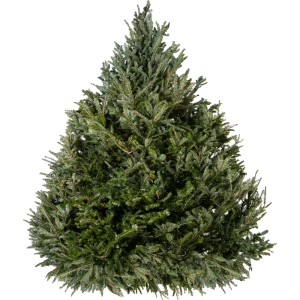 Пихта Фразера срезанная 225-250 см 89111768 STLM-2178285
