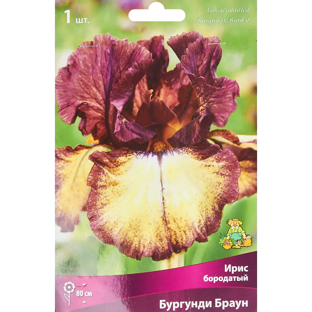 Ирис бородатый Бургунди Браун ПОИСК STLM-2106667