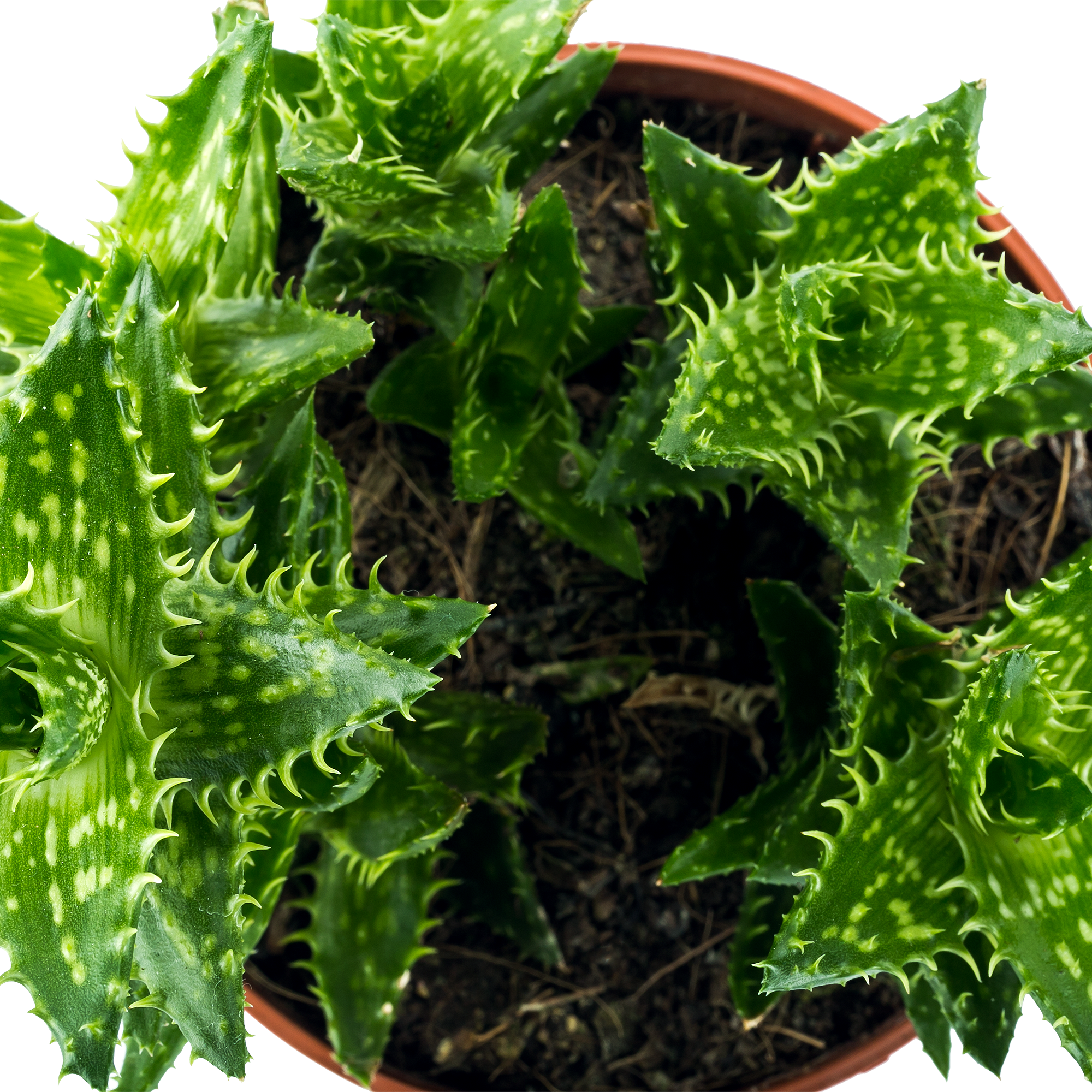 Алоэ микс Santreyd - целебный суккулент для дома 15745419 STLM-0006293 - Вид №1