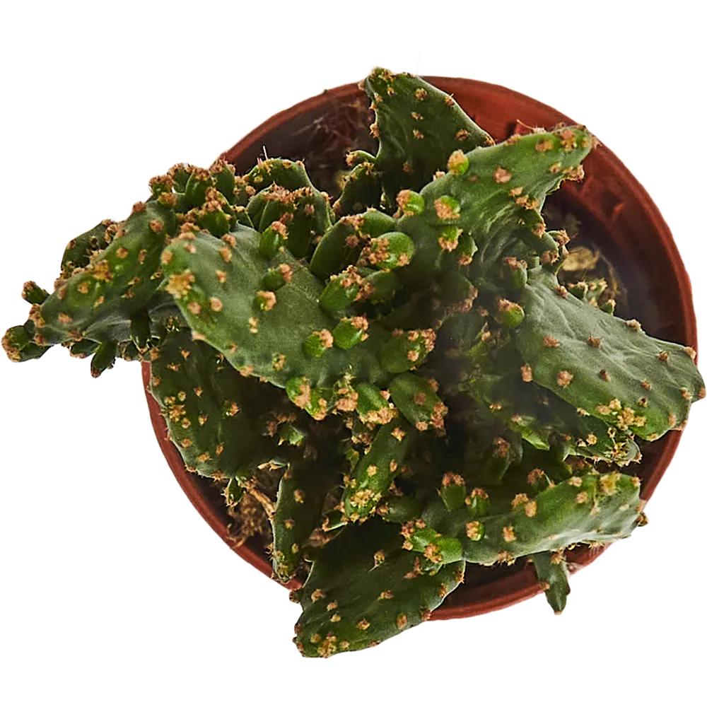 Santreyd Опунция Ямайская — кактус для современного интерьера 83675891 STLM-0043324 - Вид №2