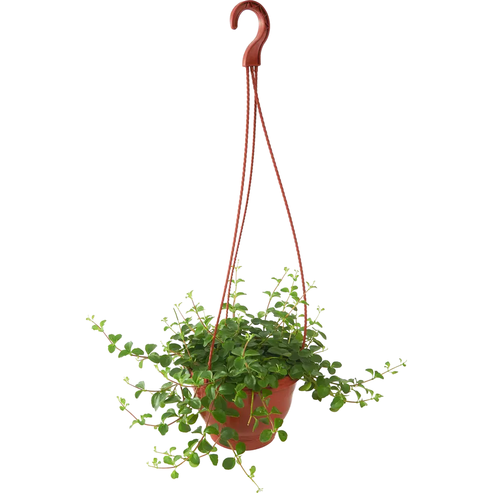 Santreyd Пеперомия Мелколистная — изящное украшение интерьера 85535964 STLM-0063571